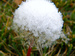 snow on a dandelion